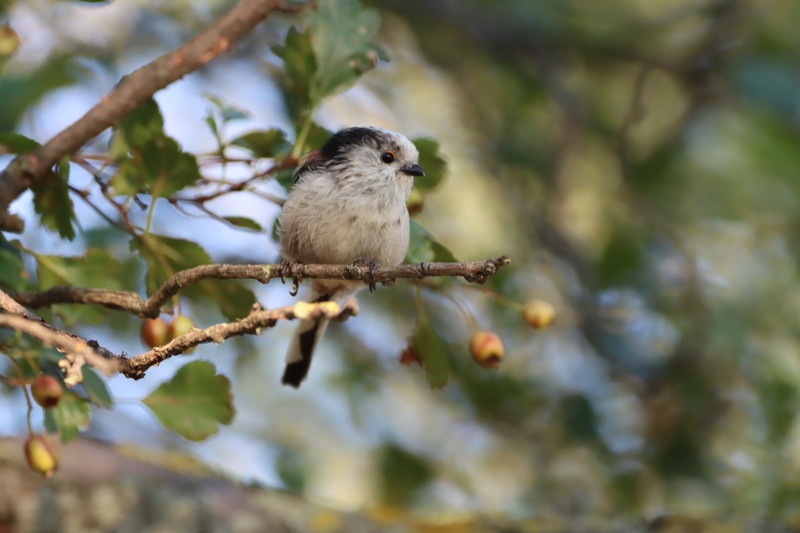 images/long-tailed-tit.jpg